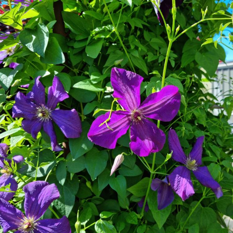 plant image 1690710 plant image 1690710
