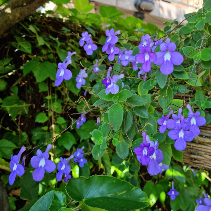 plant image 1691634 plant image 1691634