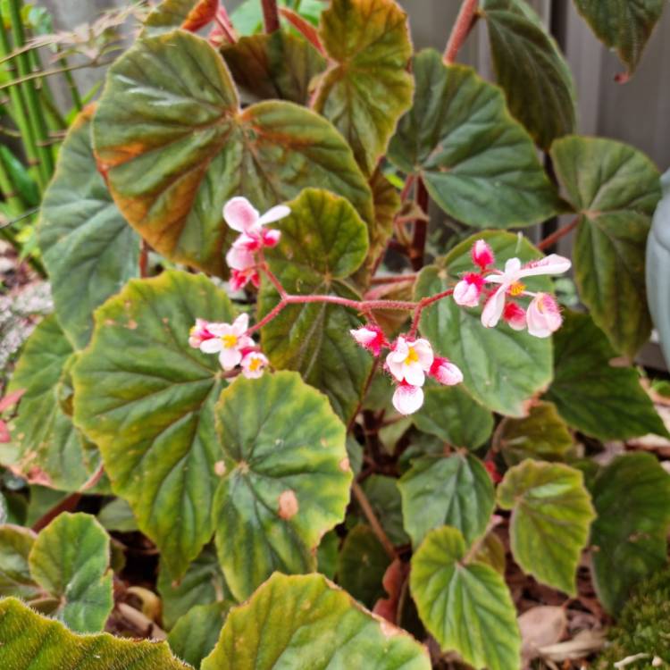 plant image 1692276 plant image 1692276