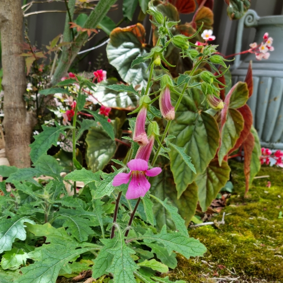plant image 1692645 plant image 1692645