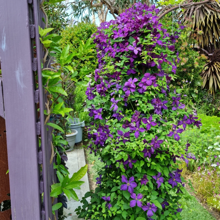 plant image 1692729 plant image 1692729