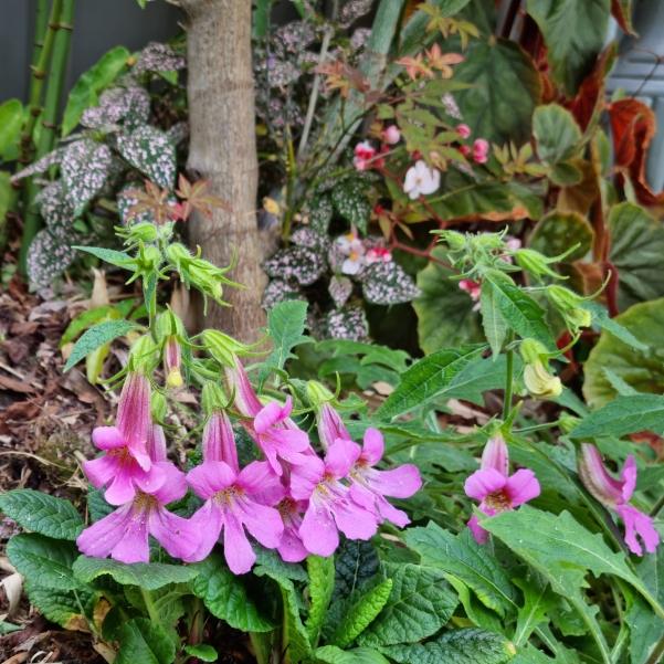 plant image 1694329 plant image 1694329