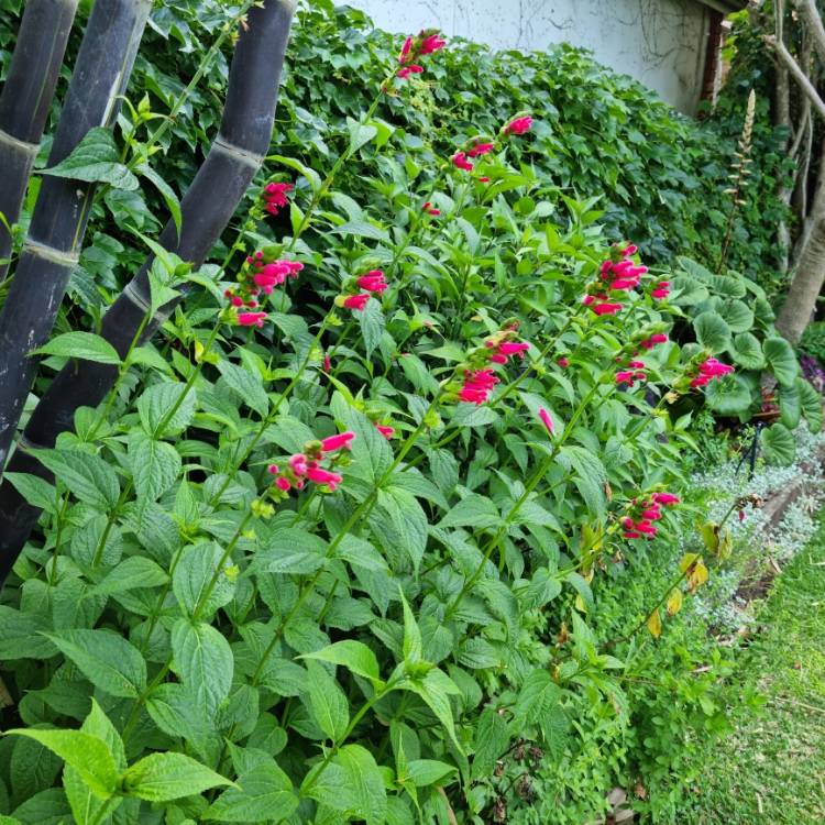 plant image 1694332 plant image 1694332