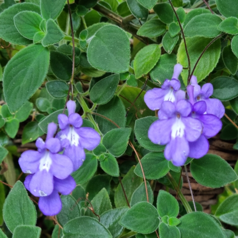 plant image 1694545 plant image 1694545