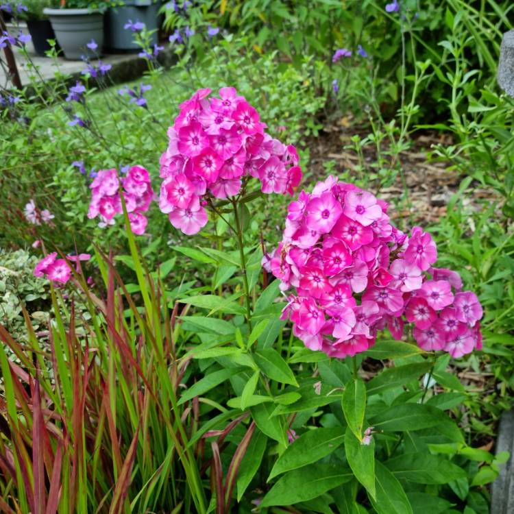 plant image 1696554 plant image 1696554