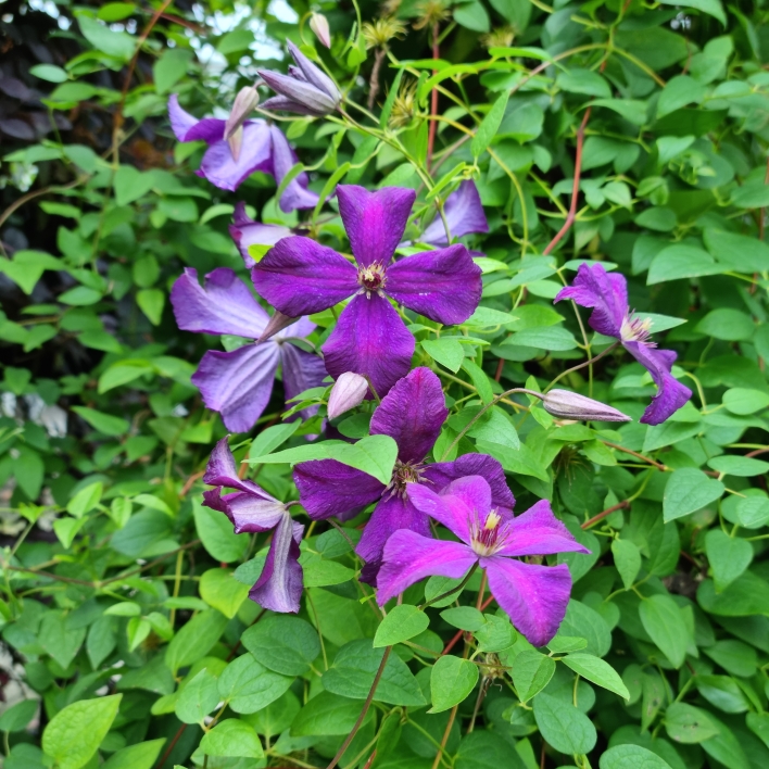 plant image 1696555 plant image 1696555