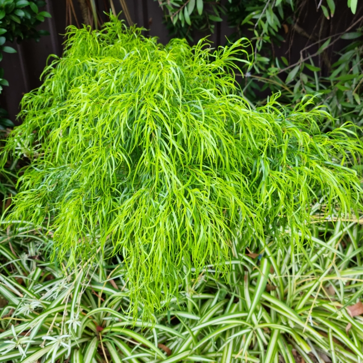 plant image 1696569