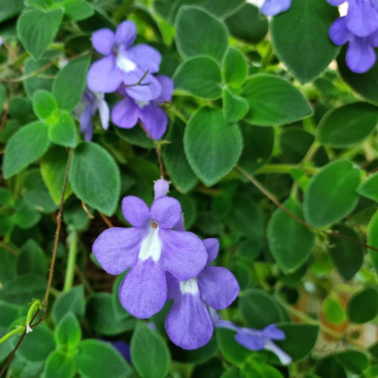 plant image 1696571 plant image 1696571