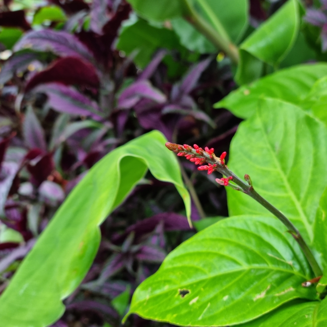 plant image 1696582 plant image 1696582