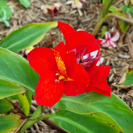 plant image 1696587 plant image 1696587