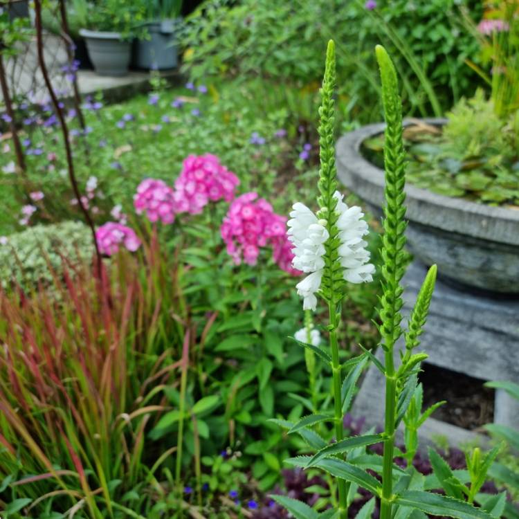 plant image 1696857 plant image 1696857