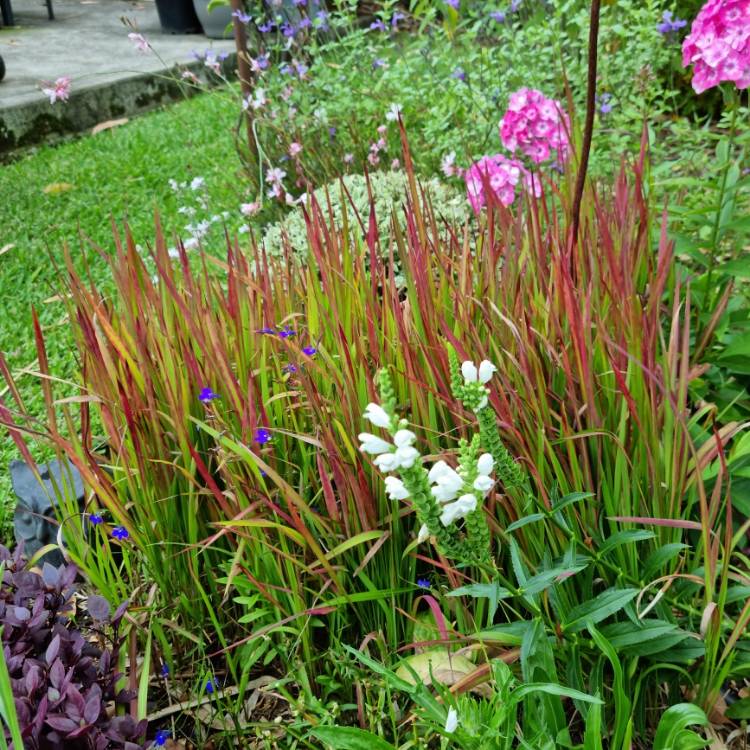 plant image 1696858 plant image 1696858