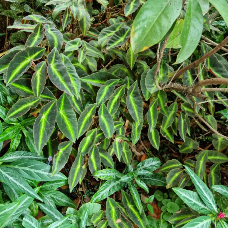 plant image 1696860 plant image 1696860