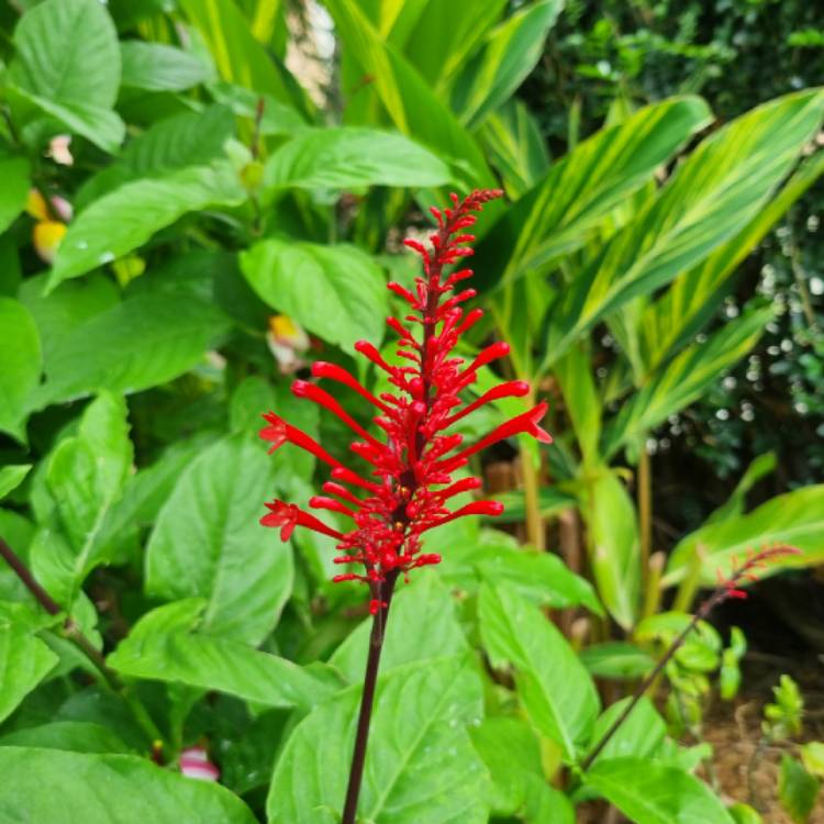 plant image 1697448 plant image 1697448