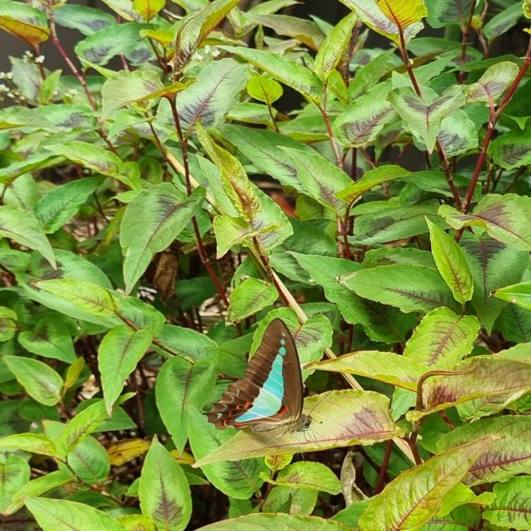 plant image 1697950 plant image 1697950