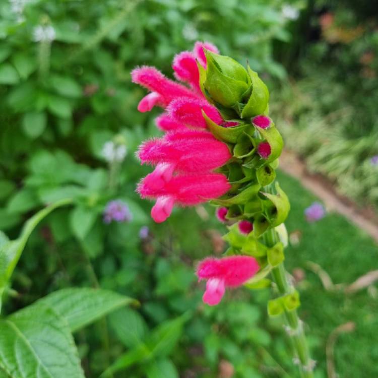plant image 1698232 plant image 1698232