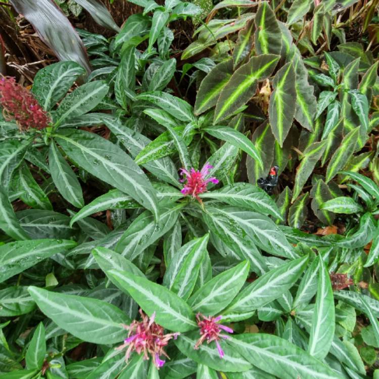 plant image 1698712 plant image 1698712