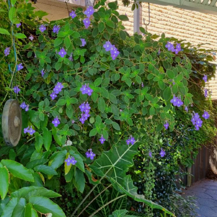 Plant image Streptocarpus caulescens