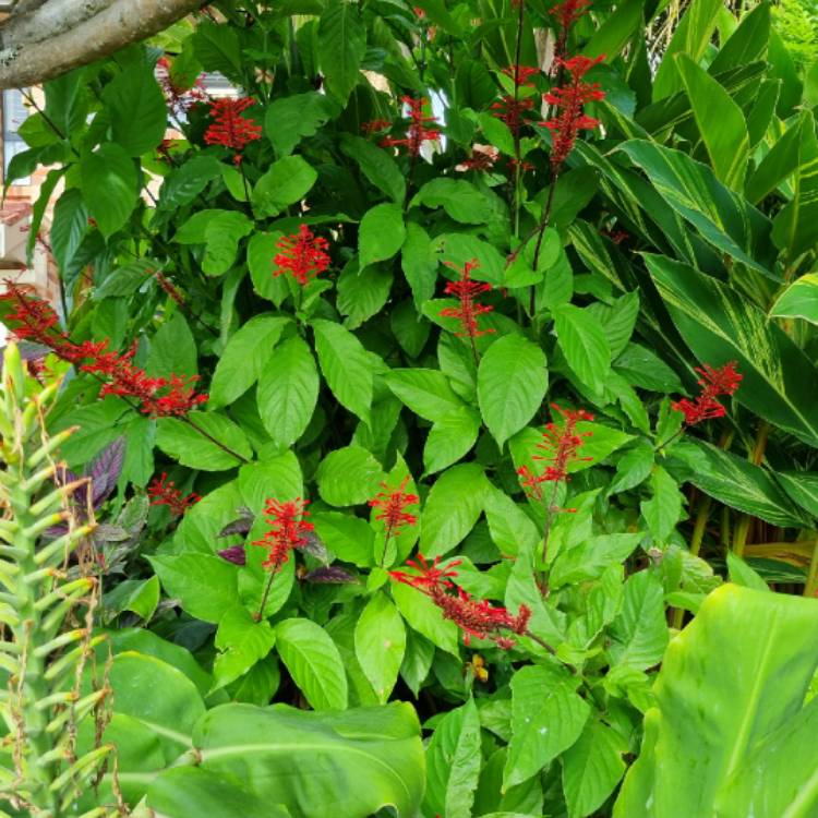 plant image 1700485 plant image 1700485