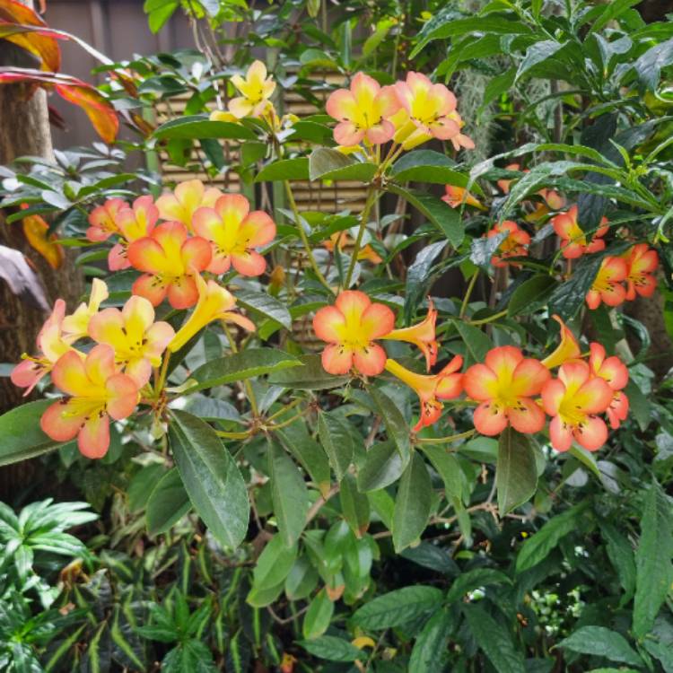 plant image 1701506 plant image 1701506