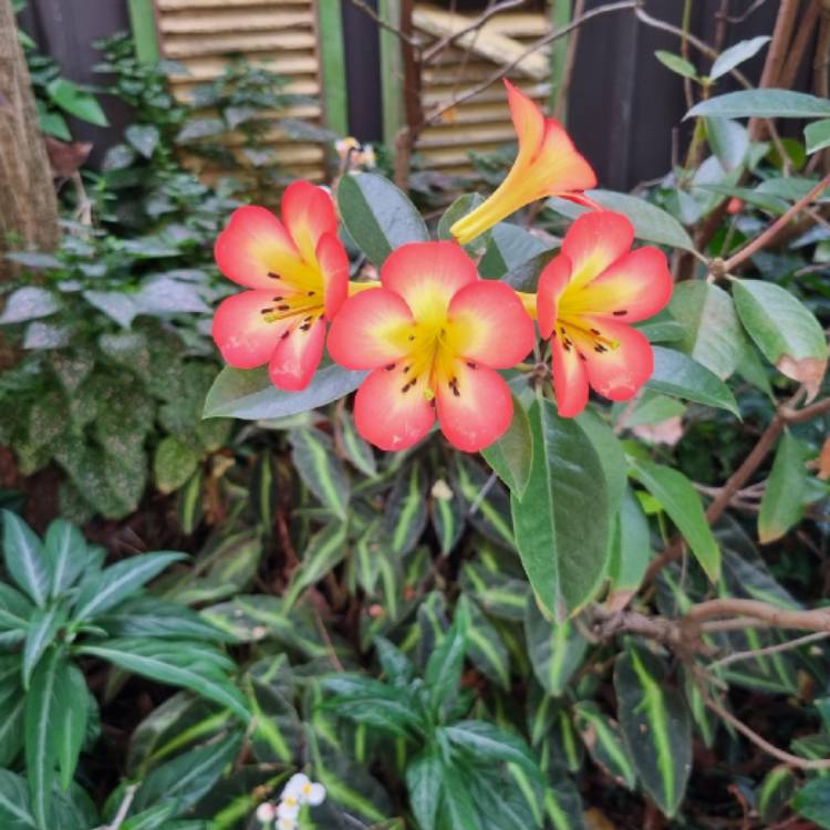 plant image 1703574 plant image 1703574