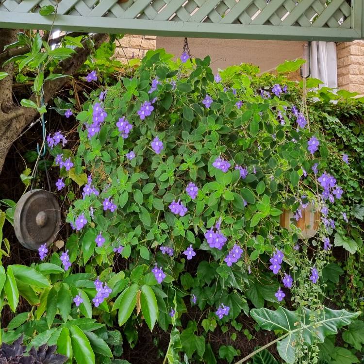 plant image 1703583 plant image 1703583
