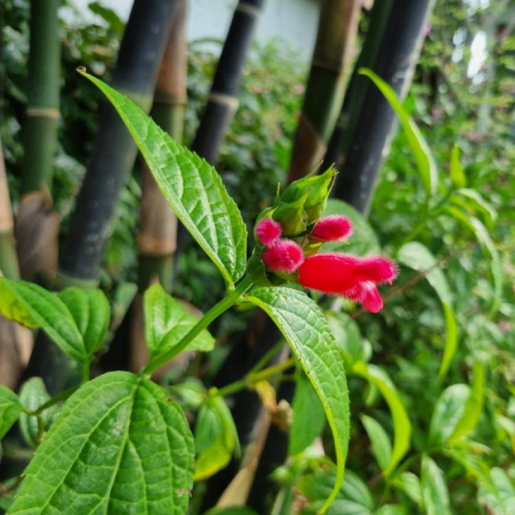 plant image 1703586 plant image 1703586