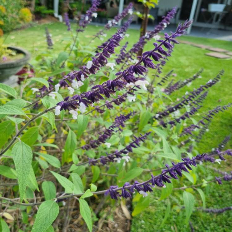 plant image 1703587 plant image 1703587