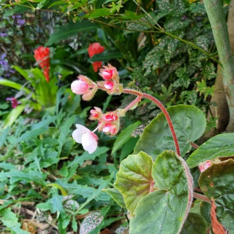 plant image 1703589 plant image 1703589