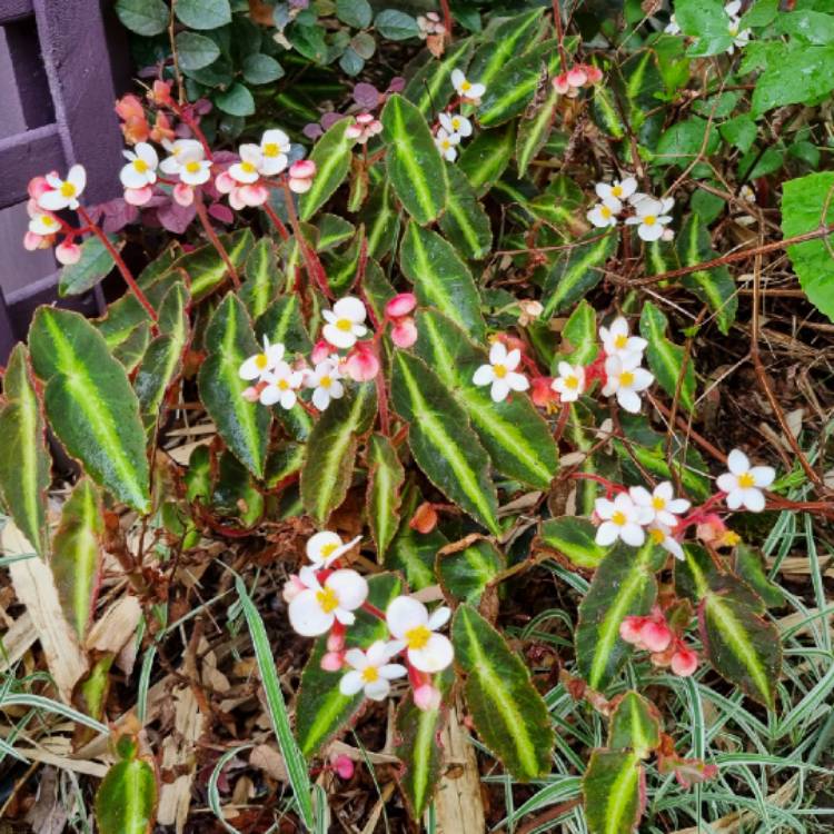 plant image 1703843 plant image 1703843