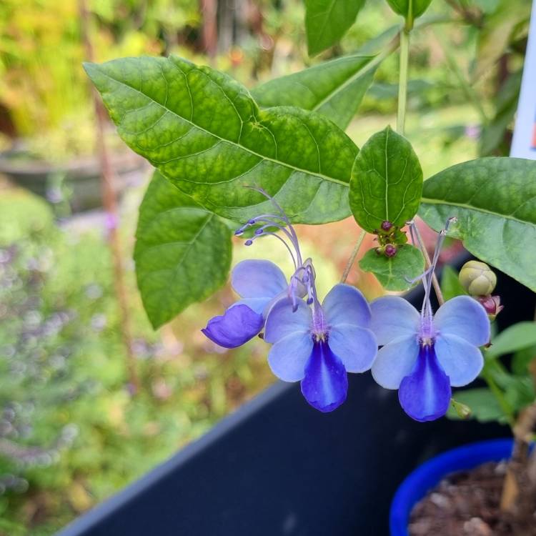 Plant image Clerodendrum Ugandense