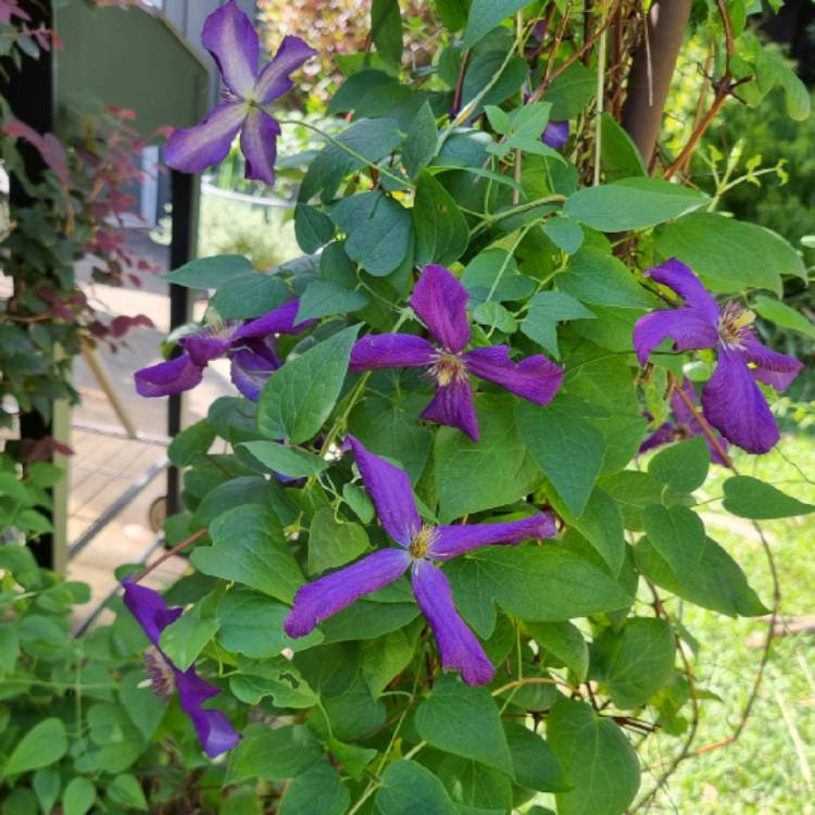 plant image 1705855 plant image 1705855
