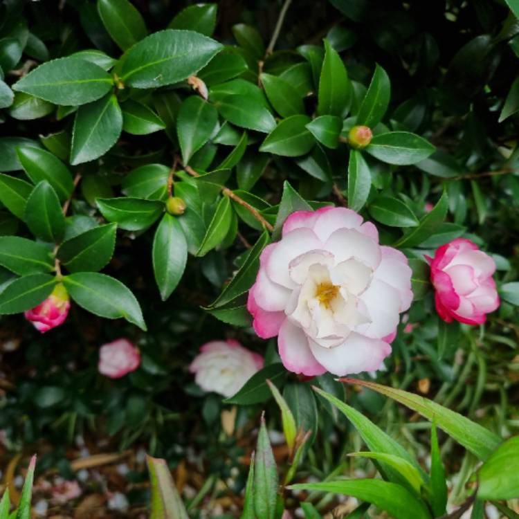 plant image 1706230 plant image 1706230