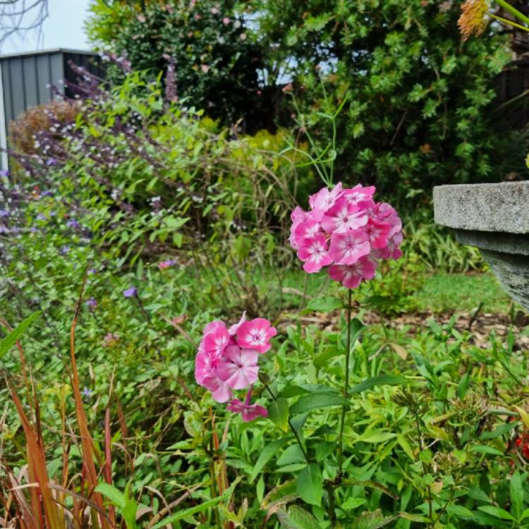 plant image 1706231 plant image 1706231
