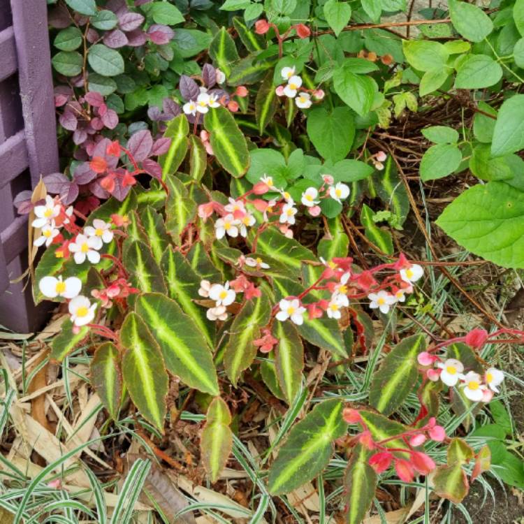plant image 1706771 plant image 1706771