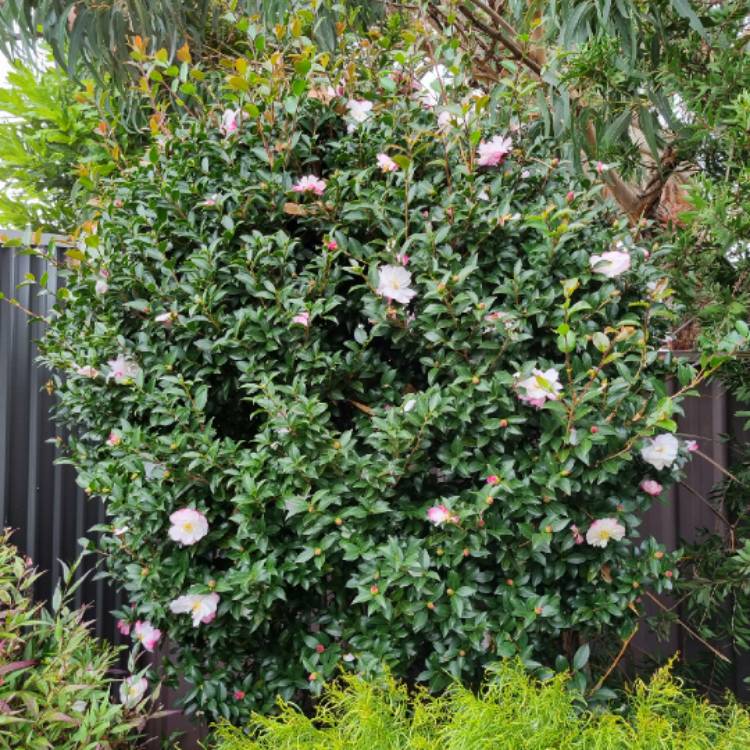 plant image 1706772 plant image 1706772