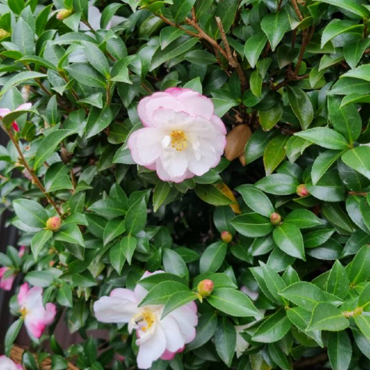 plant image 1706773 plant image 1706773