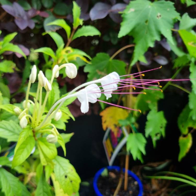 Plant image Clerodendrum incisum 'Macrosiphon'