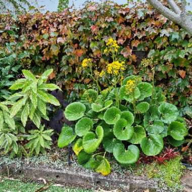 Ligularia reniformis