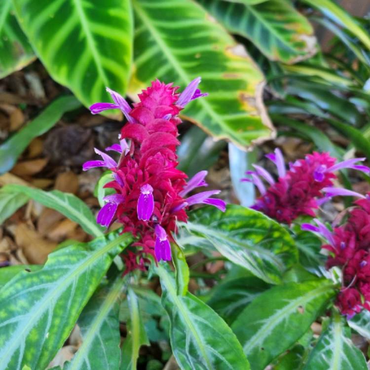 plant image 1723907 plant image 1723907