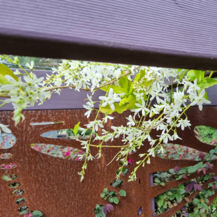plant image 1724213 plant image 1724213