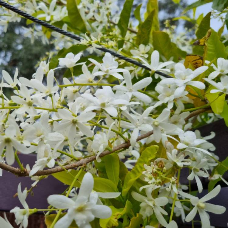 plant image 1724215 plant image 1724215