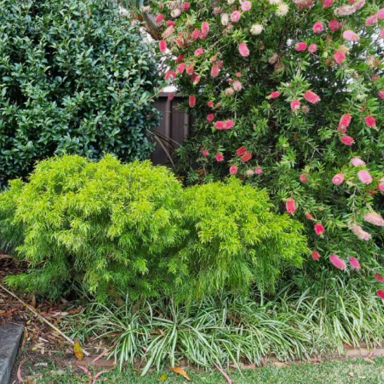 plant image 1724505