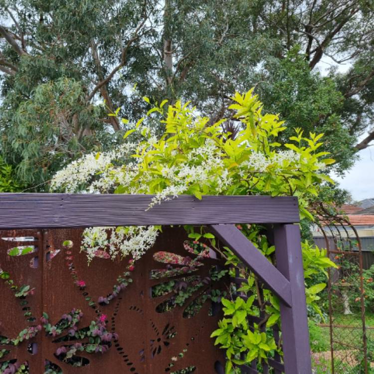 plant image 1724508 plant image 1724508