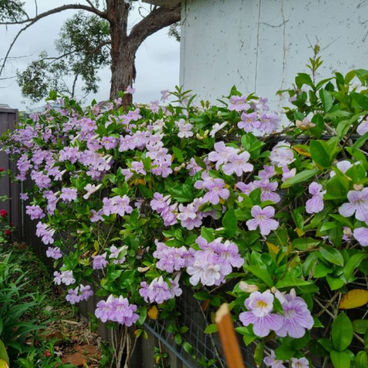 plant image 1725496 plant image 1725496
