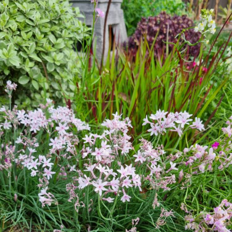 plant image 1725757 plant image 1725757