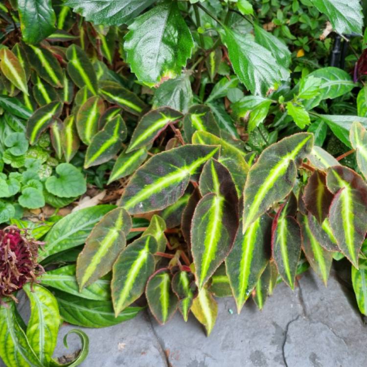 plant image 1726336 plant image 1726336