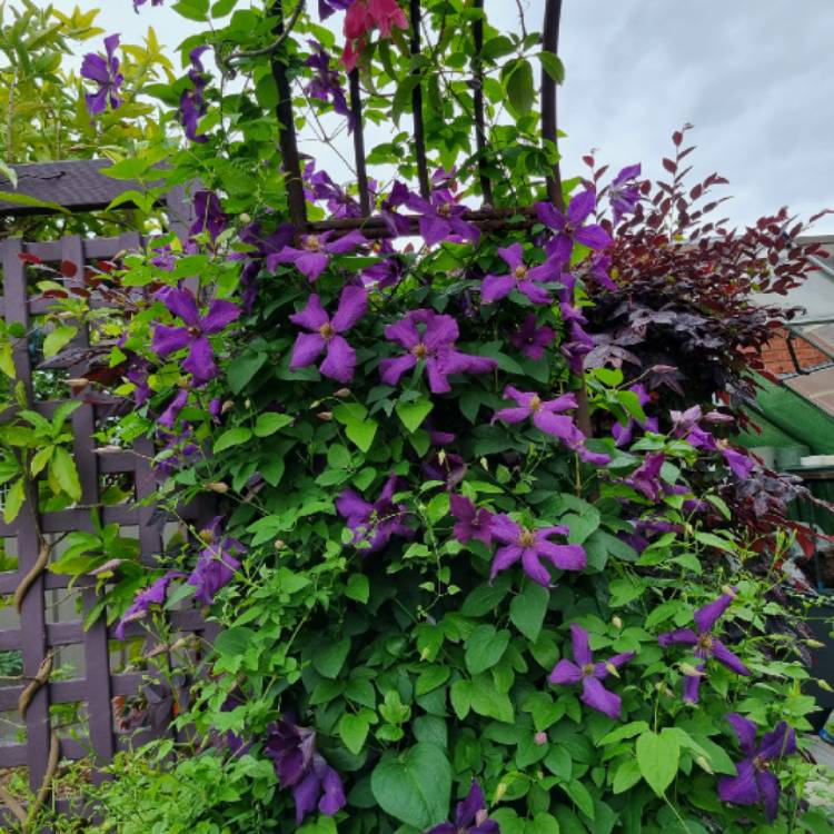plant image 1726338 plant image 1726338