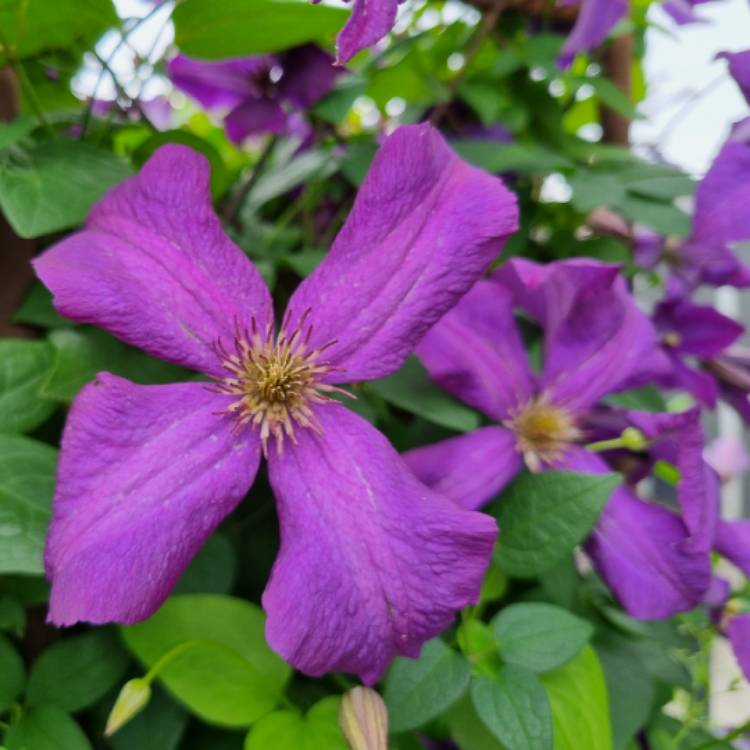 plant image 1726339 plant image 1726339