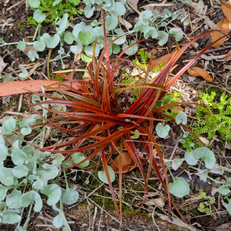plant image 1727038